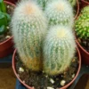 Cleistocactus Strausii 8 Cms Aprox Cactus Columnar