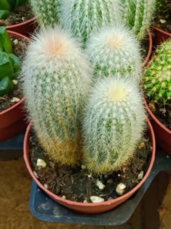 Cleistocactus Strausii 8 Cms Aprox Cactus Columnar