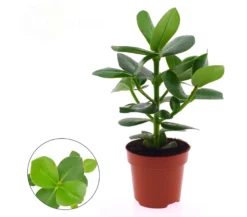 Clusia Rosea M12 30cm