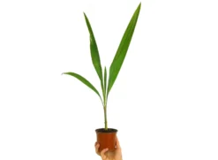 Coco Plumoso M12