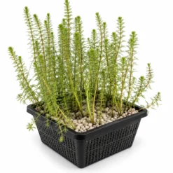 Cola Caballo Hippuris Vulgaris Estanque - Set 4 Plantas Oxigenante Con Cesta