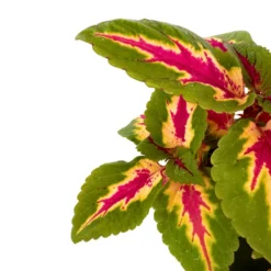 Coleo La Planta De La Mezcla De Colores De Hojas Más Impresionantes