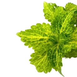 Coleo La Planta De La Mezcla De Colores De Hojas Más Impresionantes