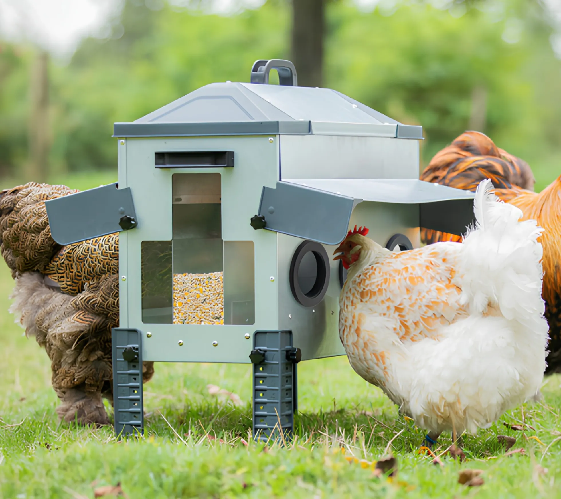 Comedero Para Gallinas Robust® | Tolva Antidesperdicio De Acero Galvanizado Para Exterior | Altura Regulable (24kg)