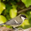 Comida Para Pajaros Silvestres 20kg, Sin Cascara, Alimento Para Aves Silvestres