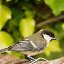 Comida Para Pajaros Silvestres 20kg, Sin Cascara, Alimento Para Aves Silvestres