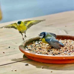 Comida Para Pájaros 10 Kg, Comida Rica En Grasa, Mezcla De Semillas Para Aves