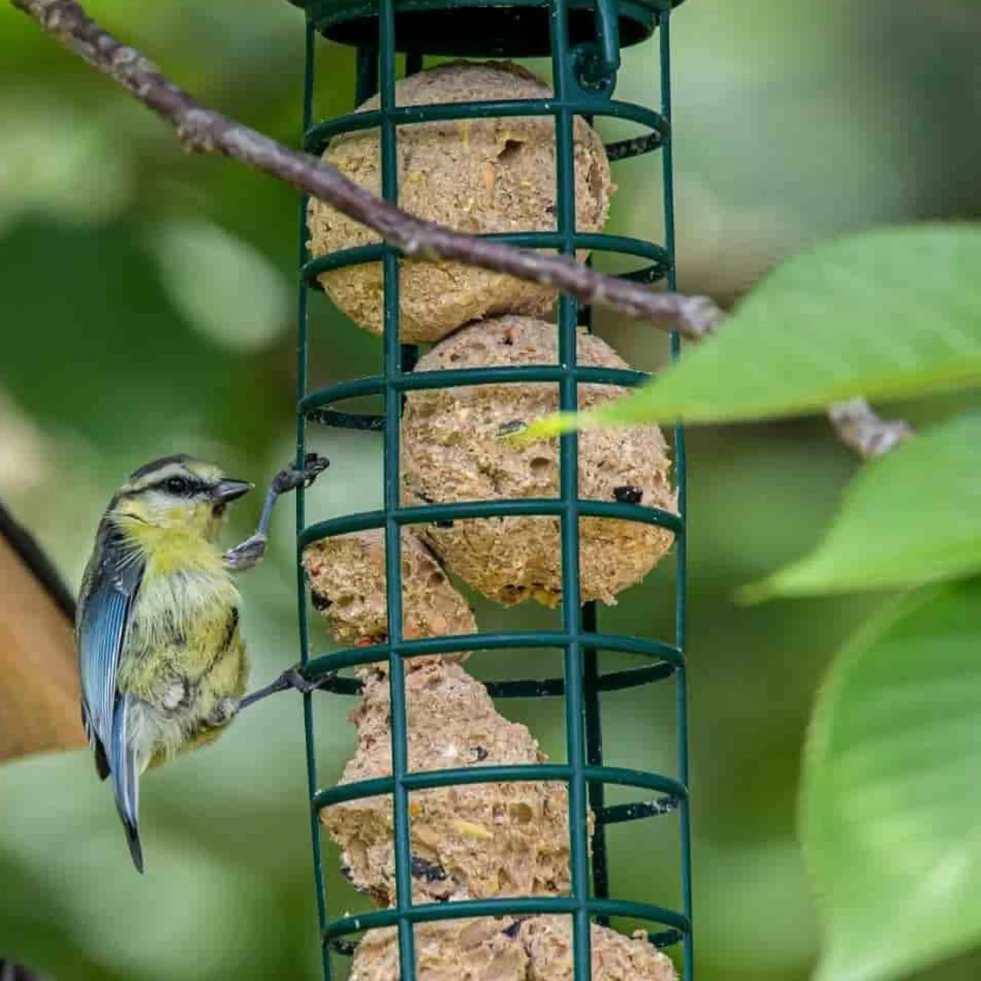 Comida Para Pájaros Silvestres, Bolas De Grasa Con Insectos, 100 X 90 Gramos Sin Red