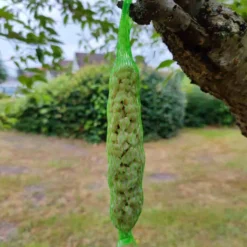 Comida Para Pájaros Silvestres - Barras De Cacahuete, 2 Unidades