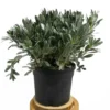 Convolvulus Cneorum M19
