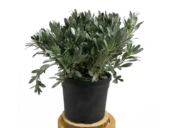 Convolvulus Cneorum M19
