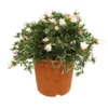 Convolvulus Cneorum M22 30cm