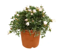 Convolvulus Cneorum M22 30cm