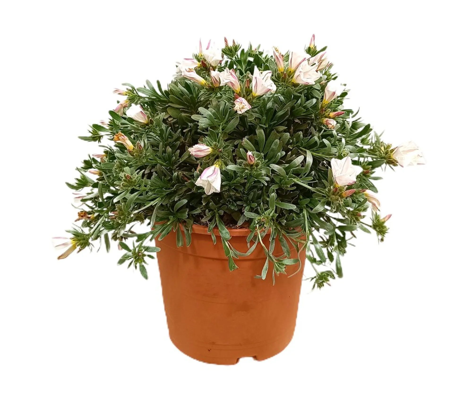 Convolvulus Cneorum M22 30cm