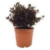 Coprosma Chocolate M22 40cm