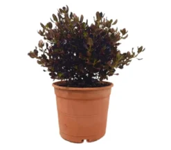 Coprosma Chocolate M22 40cm