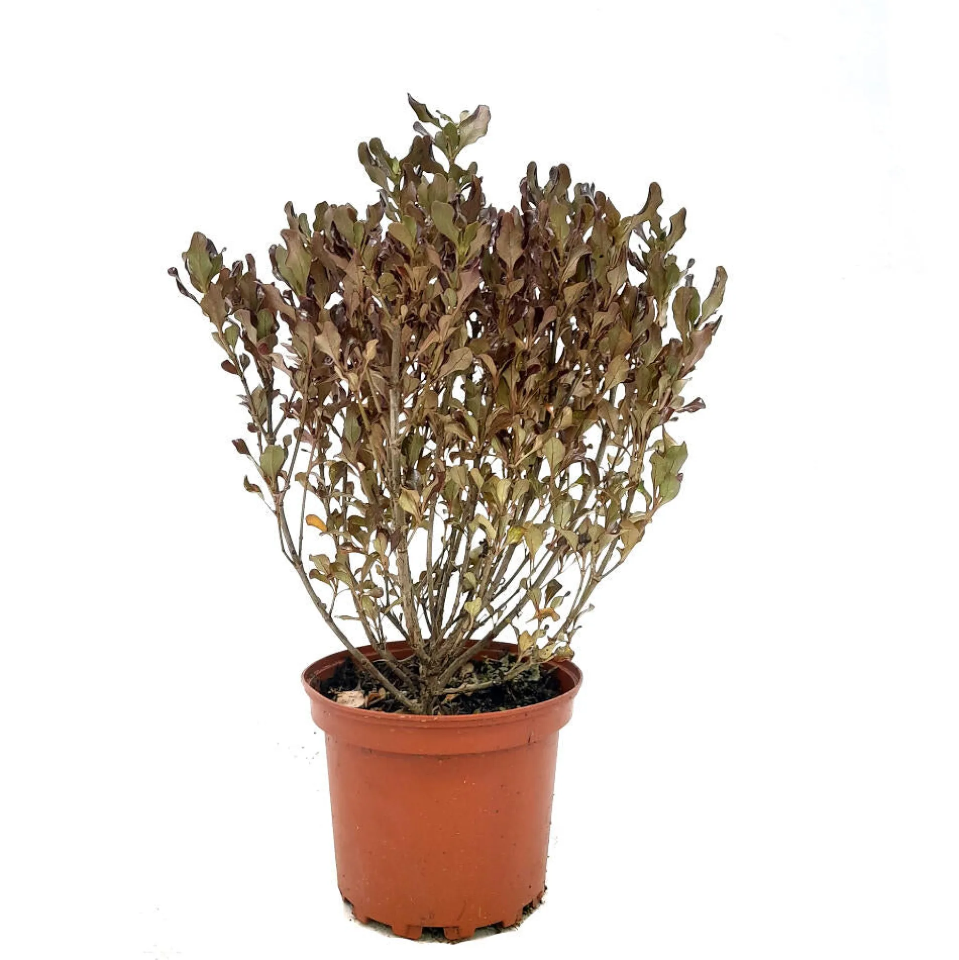 Coprosma Pacific Night M17 60cm (planta Espejo)