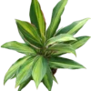 Cordeline Verde Variegata Planta De Interior Ø12 40 Cms