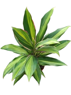 Cordeline Verde Variegata Planta De Interior Ø12 40 Cms