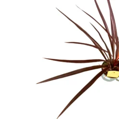 Cordyline Australis O Red Star El Toque Australiano Perfecto Para Tu Hogar