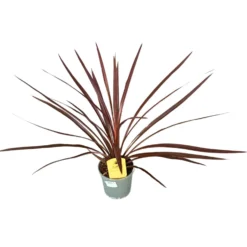 Cordyline Australis O Red Star El Toque Australiano Perfecto Para Tu Hogar