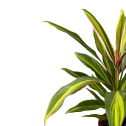 Cordyline Kiwi Planta De Interior Muy Decorativa