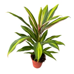 Cordyline Kiwi Planta De Interior Muy Decorativa