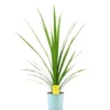 Cordyline Peko M24 80cm