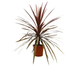 Cordyline Red Star M24 120cm