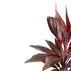 Cordyline Tango, La Planta De Interior Más Representantiva De La Familia
