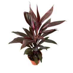 Cordyline Tango, La Planta De Interior Más Representantiva De La Familia