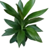 Cordyline Verde Planta De Interior Ø12 - 40 Cm