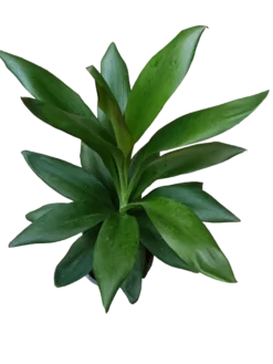Cordyline Verde Planta De Interior Ø12 - 40 Cm