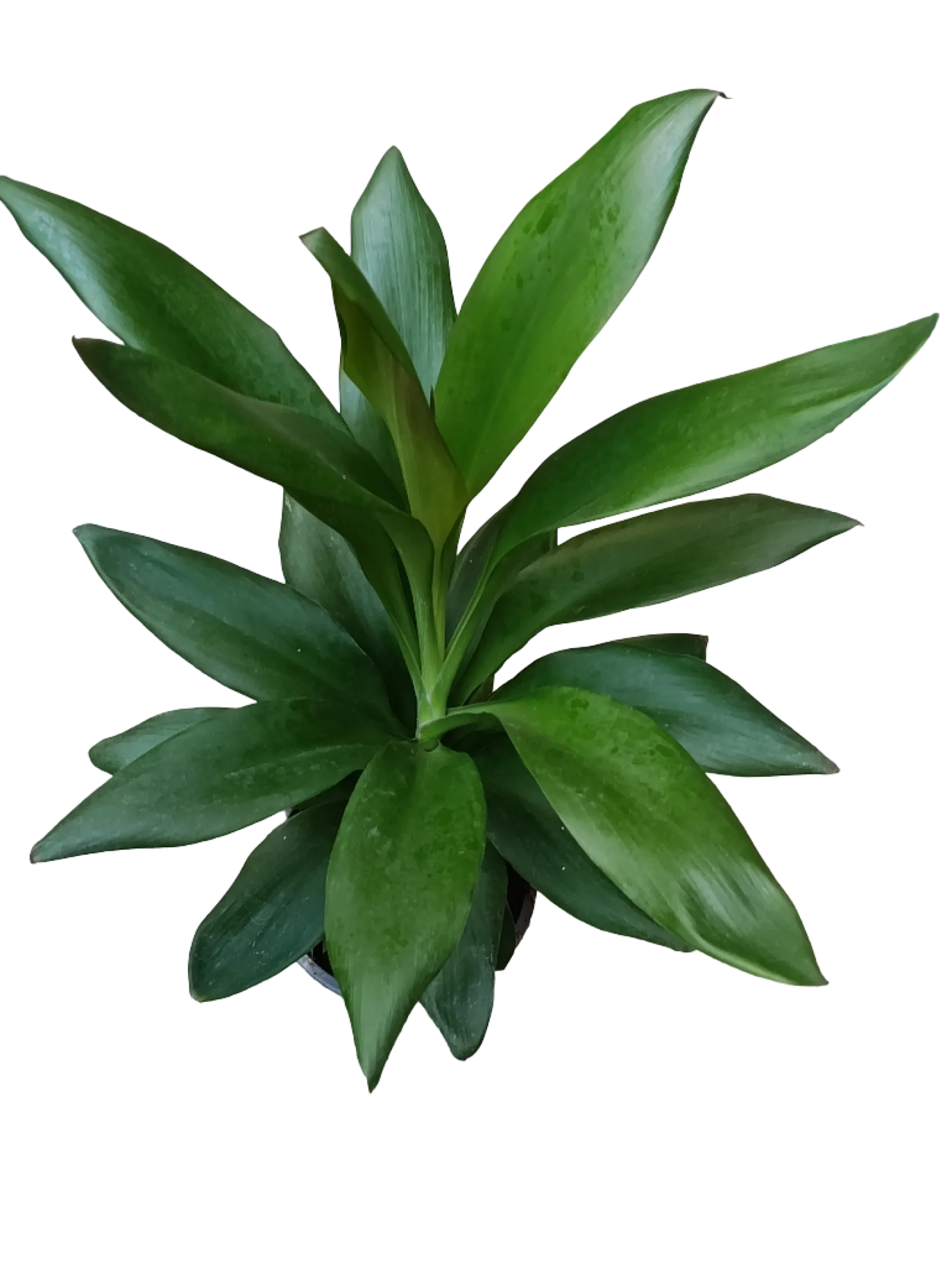 Cordyline Verde Planta De Interior Ø12 - 40 Cm