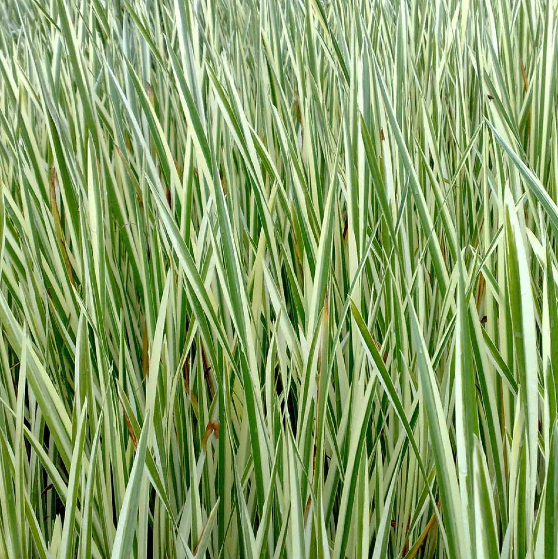 Ácoro - Acorus Calamus - 12 Plantas