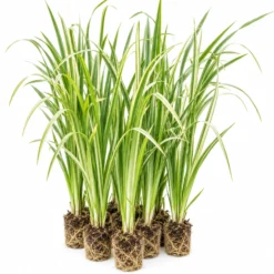 Ácoro - Acorus Calamus - 12 Plantas