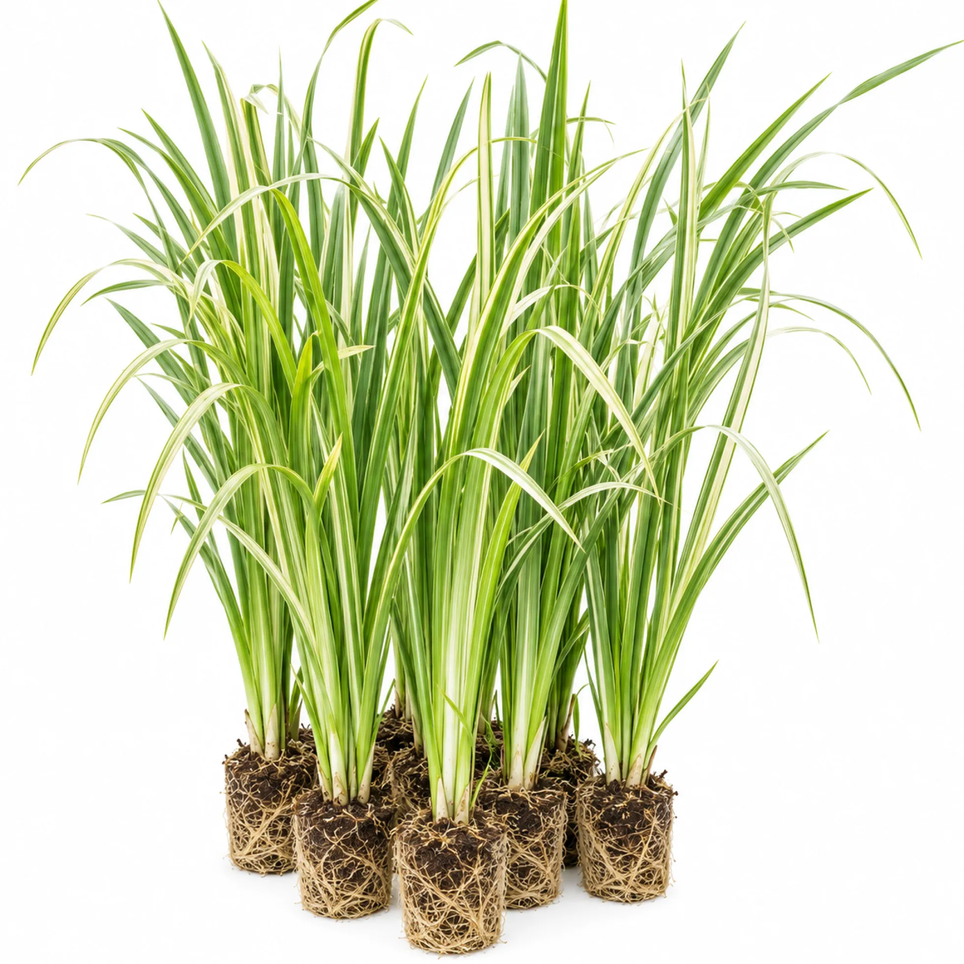 Ácoro - Acorus Calamus - 12 Plantas