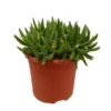 Cotyledon Orbiculata M25