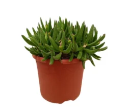 Cotyledon Orbiculata M25