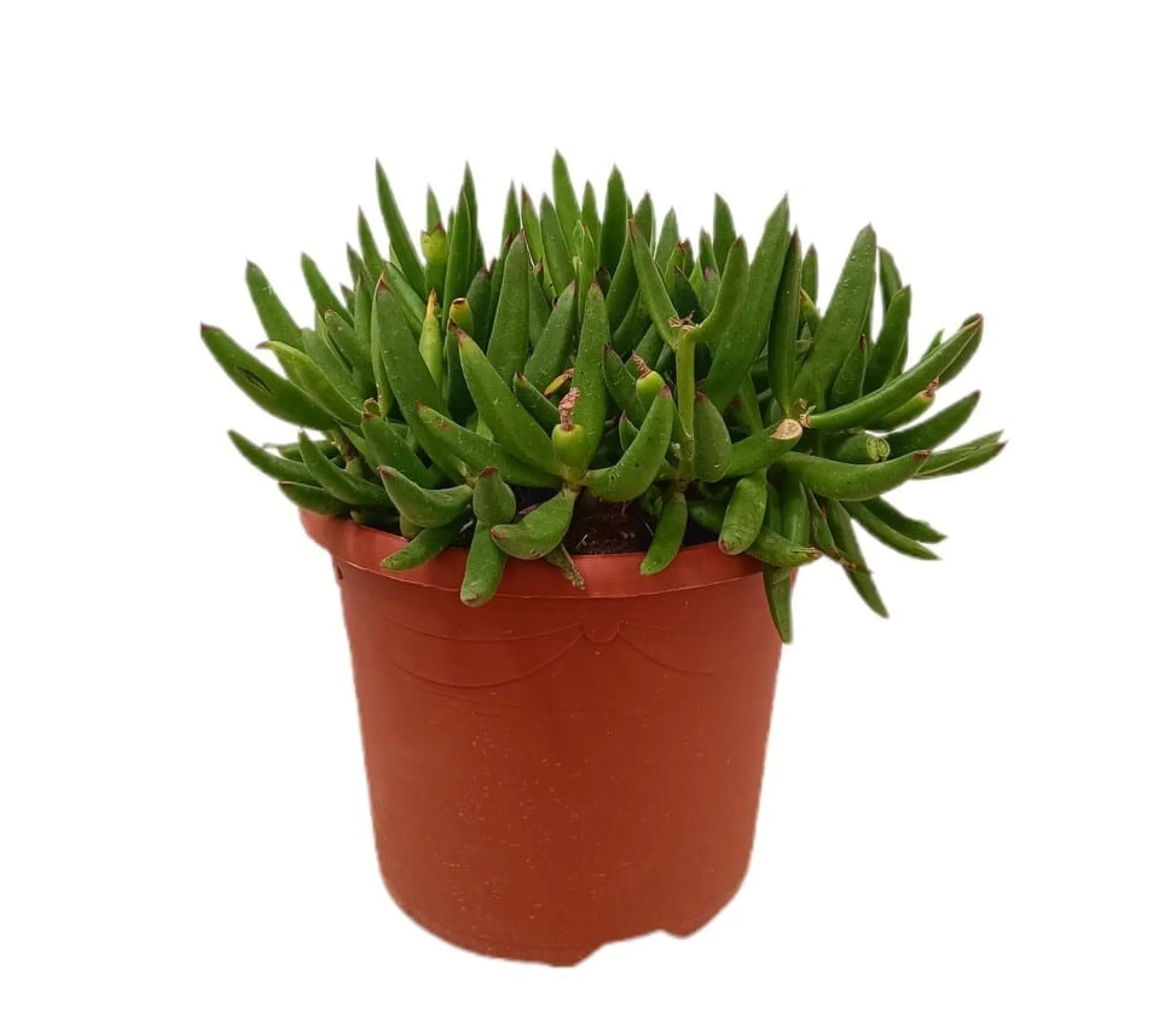 Cotyledon Orbiculata M25