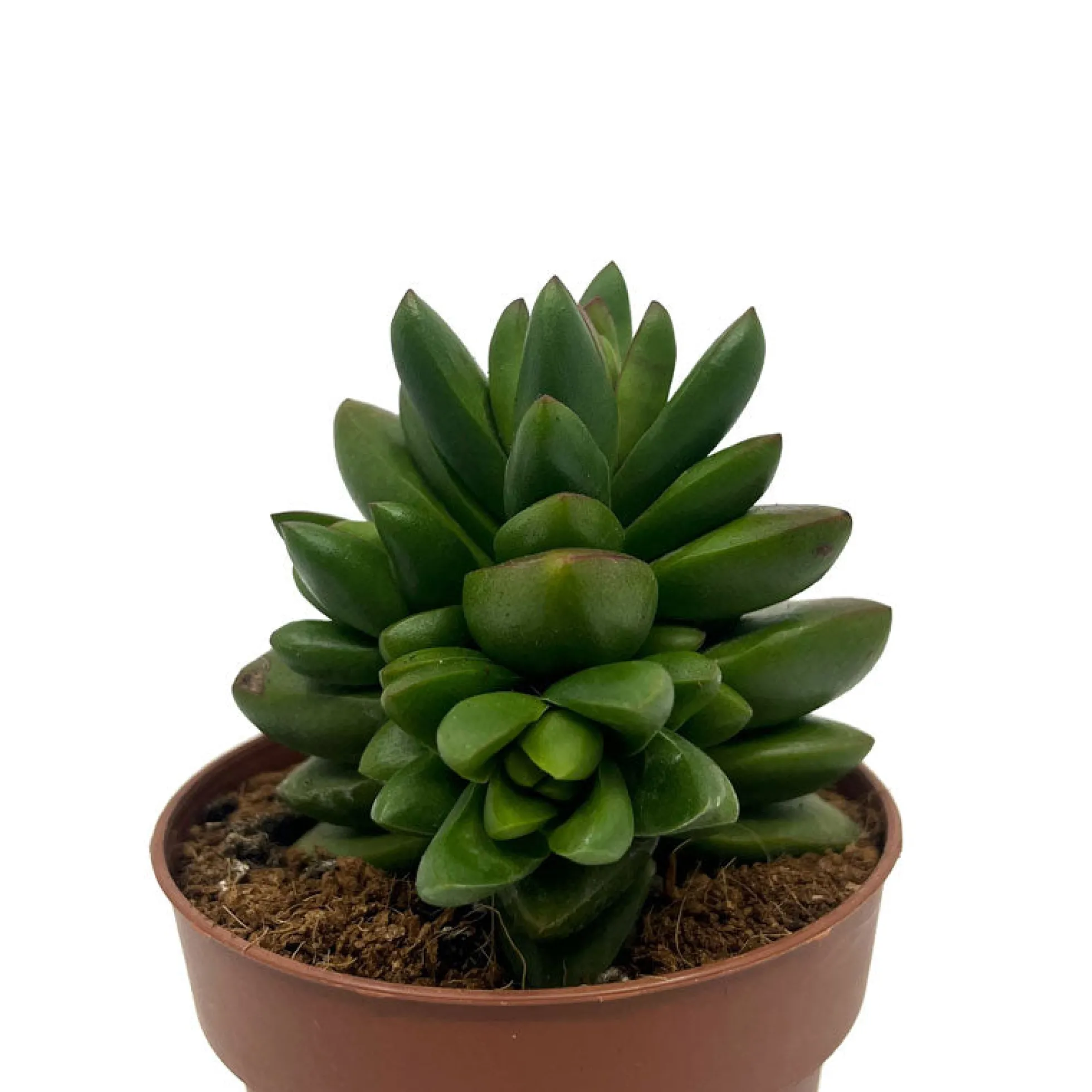 Crassula Ben Cactus Y Suculentas M8,5 cm Ø