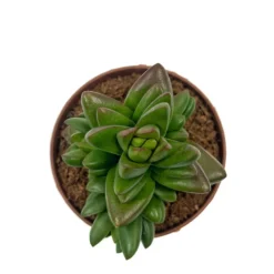 Crassula Ben Cactus Y Suculentas M8,5 cm Ø