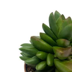Crassula Ben Cactus Y Suculentas M8,5 cm Ø