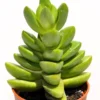 Crassula 'ben' (crásula Benjamín); Planta Suculenta Verde; Curiosarium; Diámetro Maceta 10,5 Cm