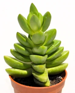 Crassula 'ben' (crásula Benjamín); Planta Suculenta Verde; Curiosarium; Diámetro Maceta 10,5 Cm