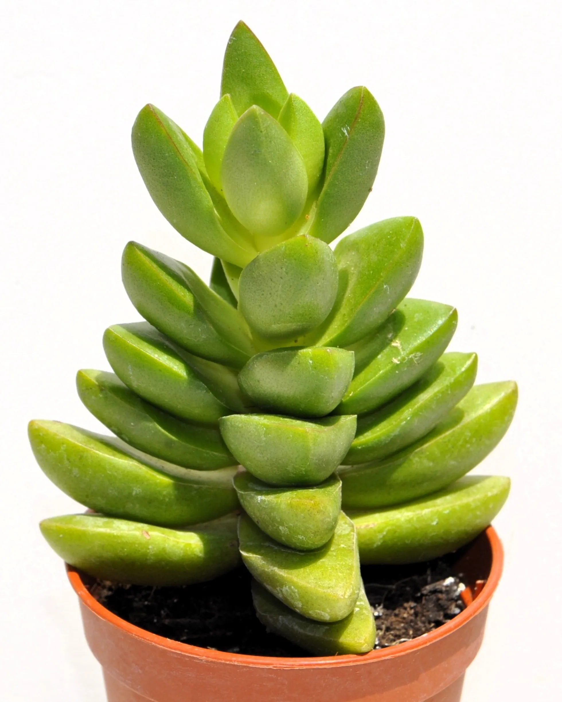 Crassula 'ben' (crásula Benjamín); Planta Suculenta Verde; Curiosarium; Diámetro Maceta 10,5 Cm
