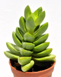 Crassula 'ben' (crásula Benjamín); Planta Suculenta Verde; Curiosarium; Diámetro Maceta 10,5 Cm