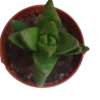Crassula Ben Plantas Suculentas Envio Gratis