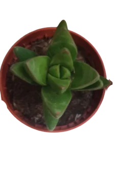 Crassula Ben Plantas Suculentas Envio Gratis
