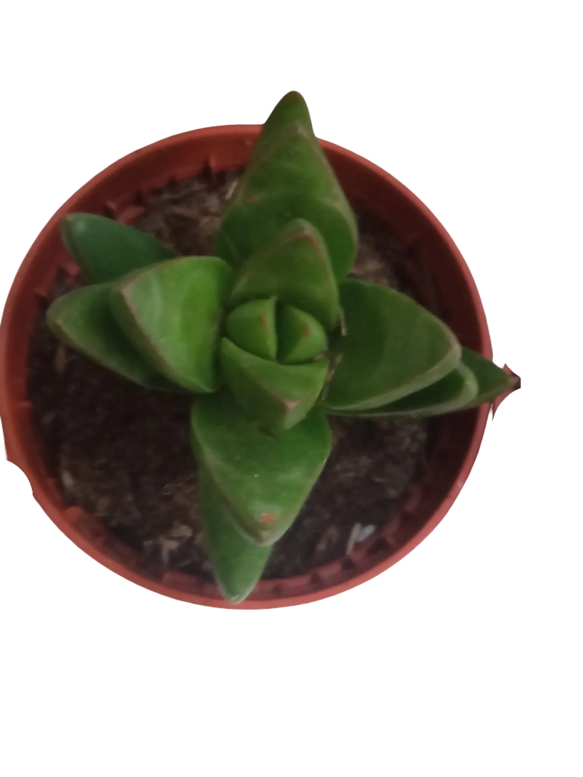 Crassula Ben Plantas Suculentas Envio Gratis